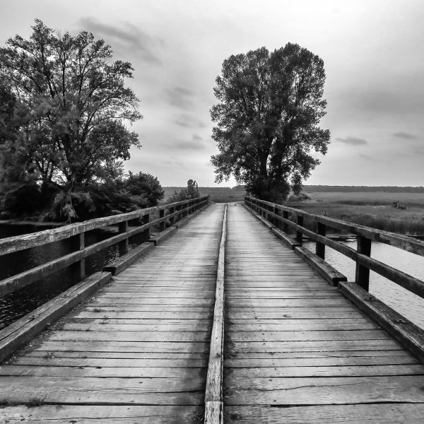 Tree Bridge copyright 2019